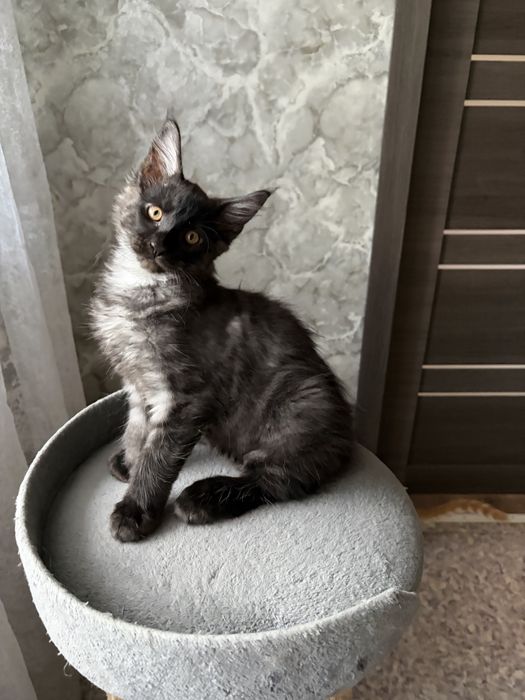 Продажа котят МЕЙН-КУН