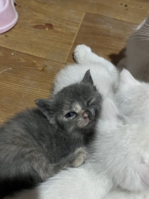 Котята, шотландская порода
