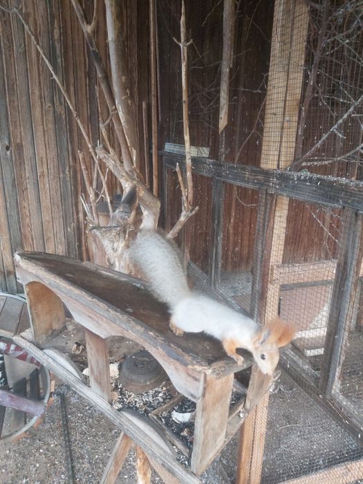 Продаю белку,вольерная