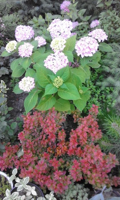 Самшит туя можевельник тис,