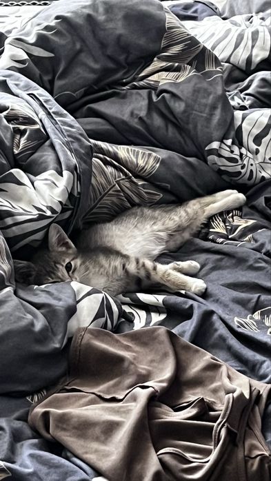 Отдам котенка в добрые руки
