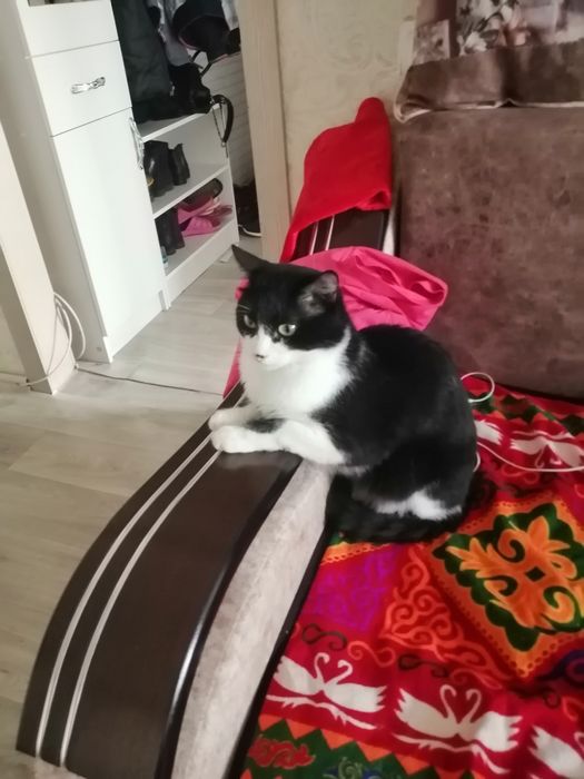 ПРОПАЛА КОШКА Майкудук Караганда