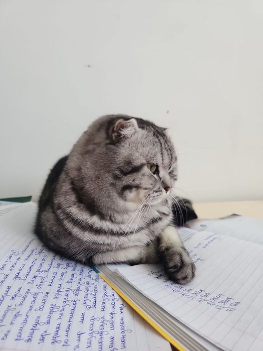 Кот шотландский вислоухий