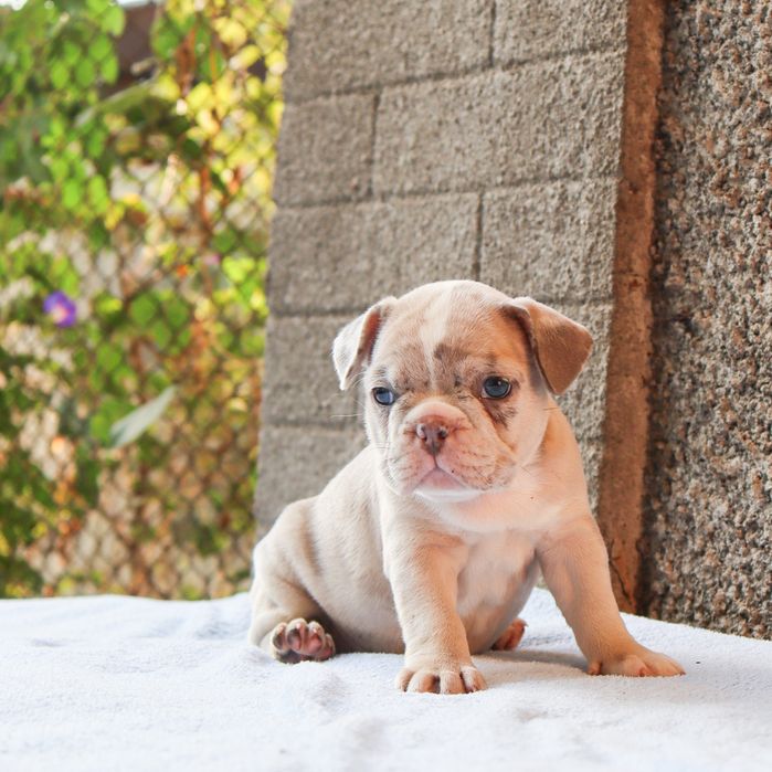 Французские бульдожки