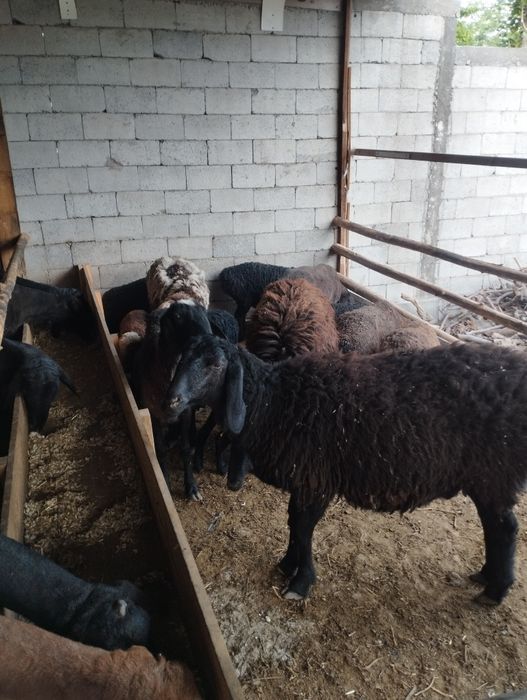 Майда шохли чорва. Қўчқорлар бор келишилган нархларда сотамиз