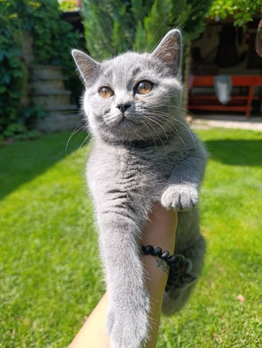 Британски котета