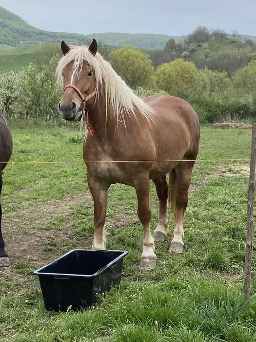 Vand Iapa de 4/5 Ani si Manzucă de 8 luni