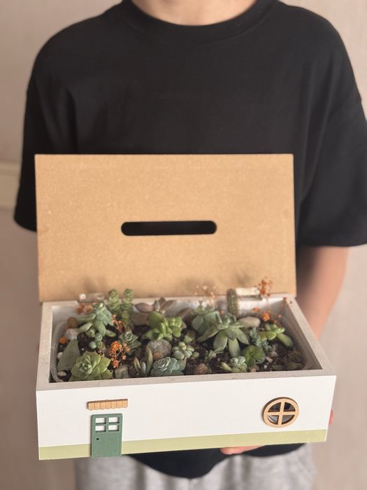 Комнатные растения интерьерные суккуленты