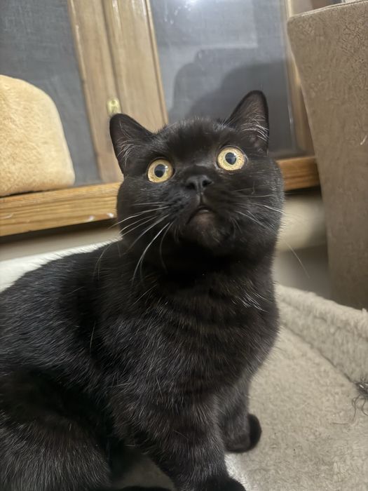 Котёнок 7 месяцев, шотландец, скоттиш страйт.