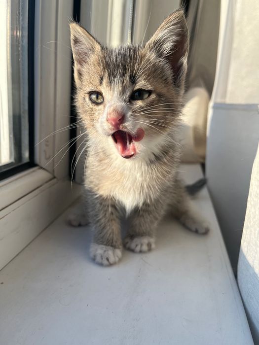 котенок, мальчик