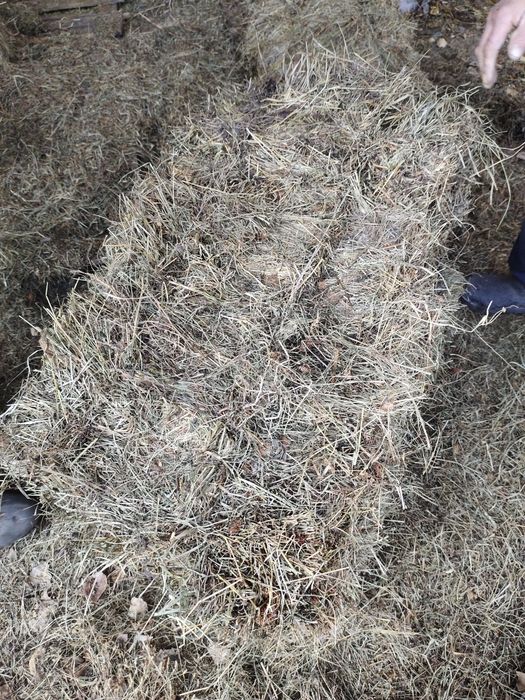 Сено шоп жонышка