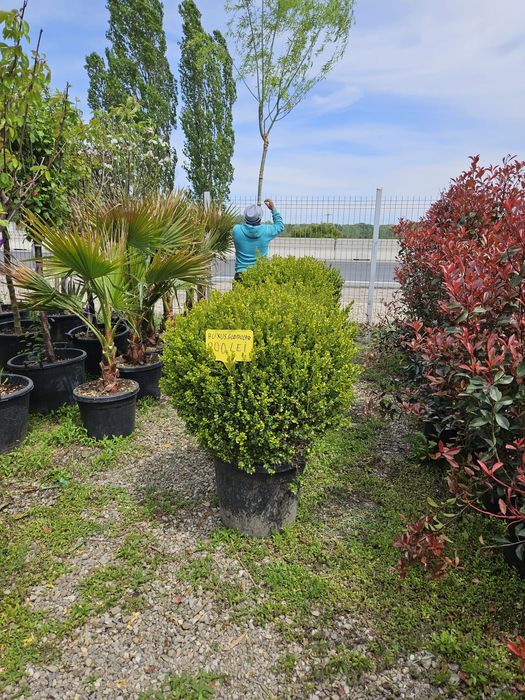 Vând photinia Red Robin, compacta