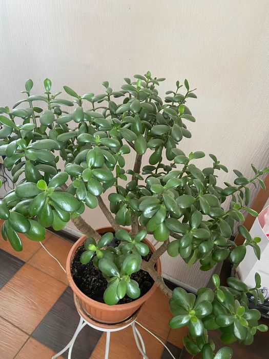 Толстянка (денежное дерево)