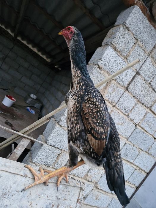 Таза канды кораз мекендер