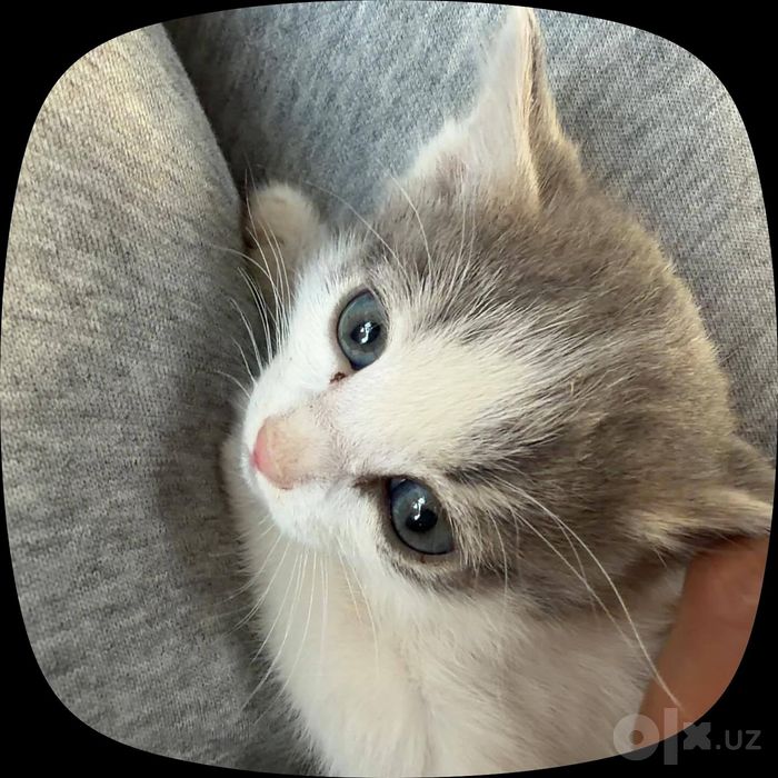 Аддам дарм котенки