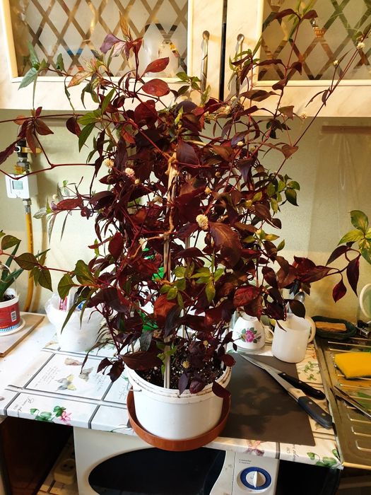 Экзотическое растение Альтернантера