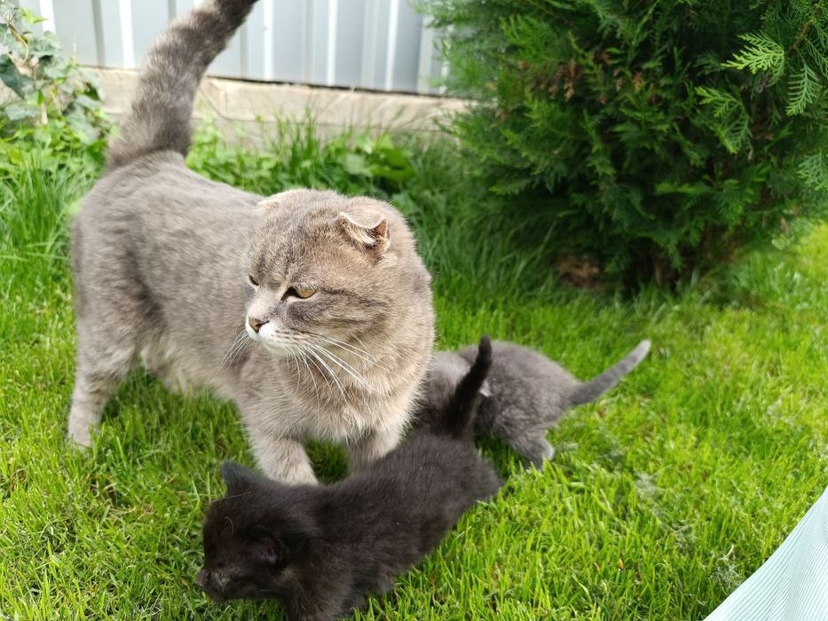 Котята очень умные