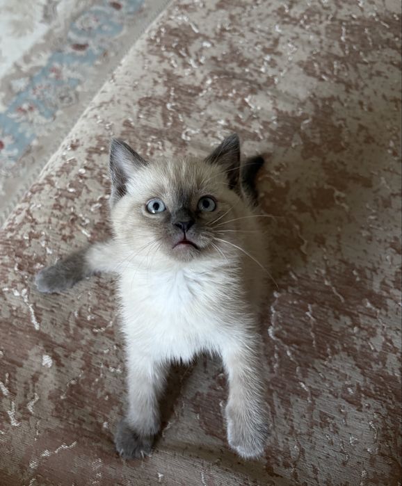 Котенок 2 месяца