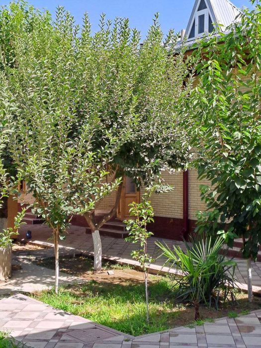 № 370 Дом площадью 9 сотки по адресу: Зебинисо