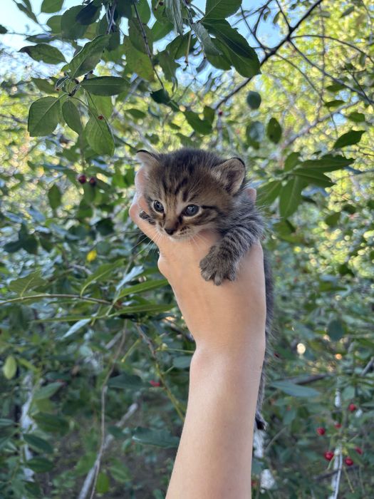 Отдам котят в добрые руки
