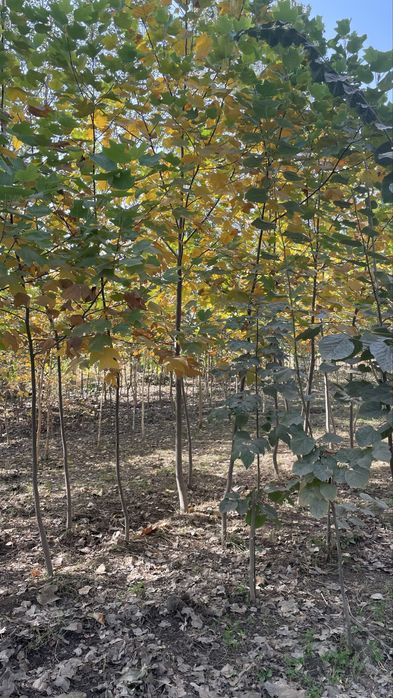 Lola lipa kashtan beryoza