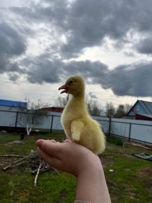 Продам гусят пароды Линда и Крупно серая