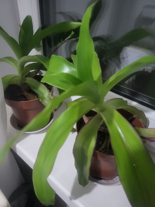 Золотой ус цветок