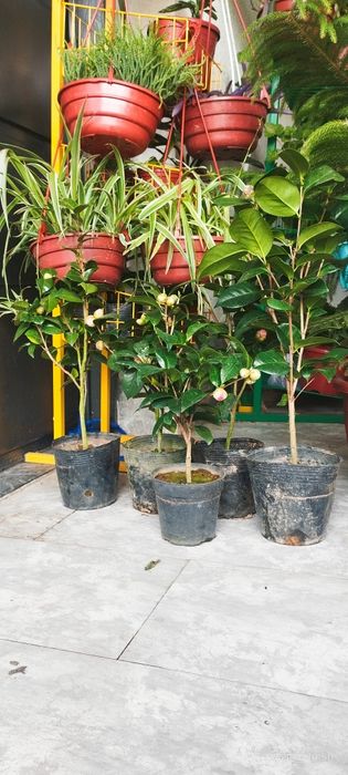 Камелия японский