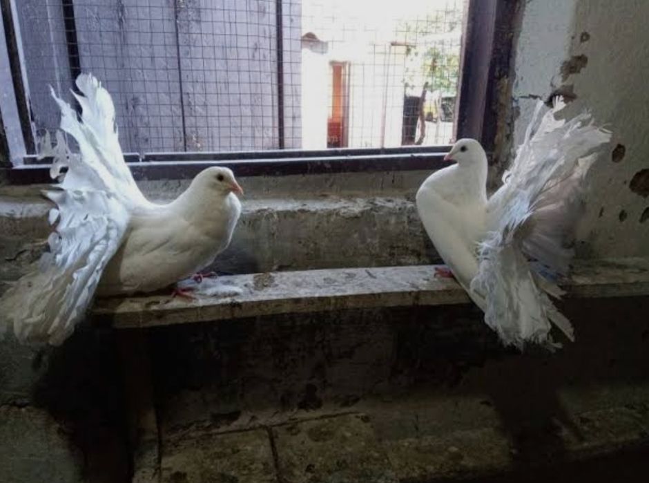 Голуби якобины и павлины