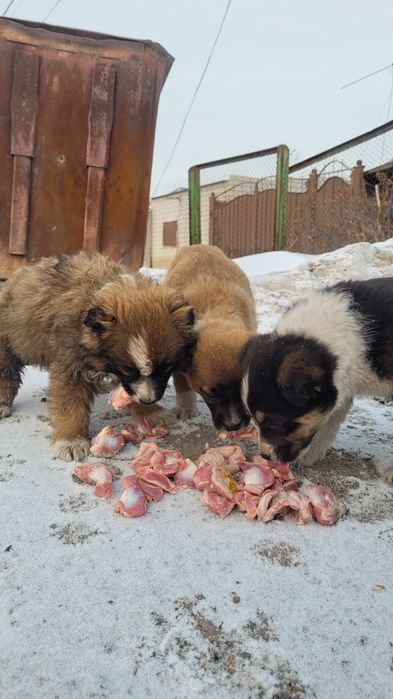 Щенки ищут дом и доброго хозяина!