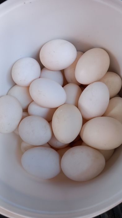 Продам кур ,белые несушки