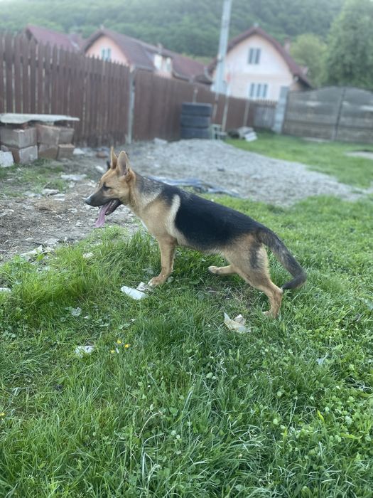 Ciobănesc German