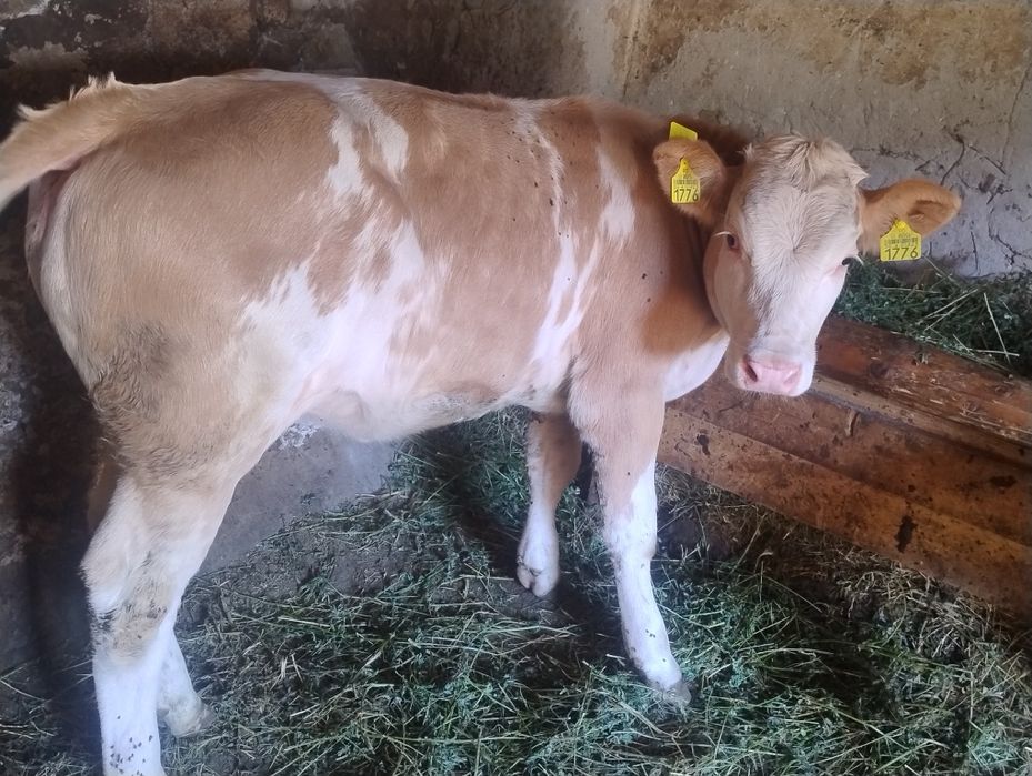 Vand două vițele