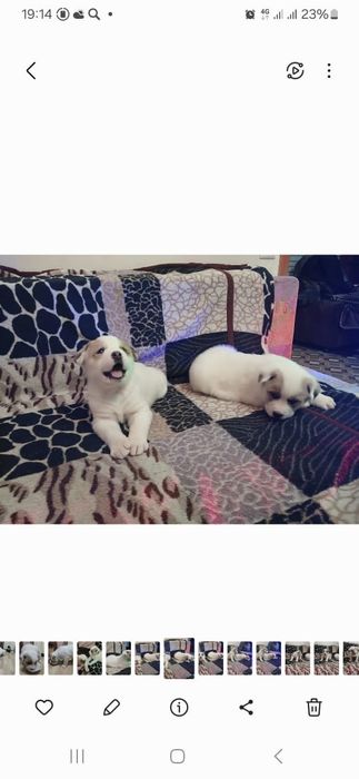 Малыши Алабайчика