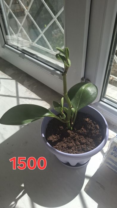 Пеперомия туполистная