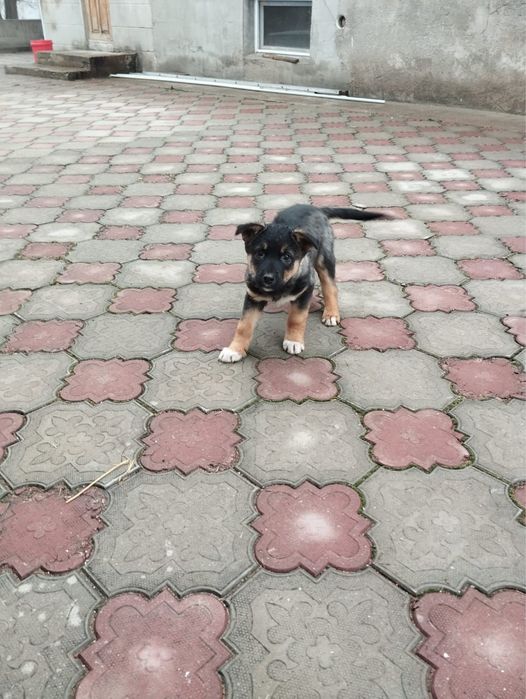 Щенок мальчик звоночек