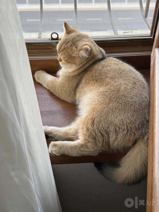 Связка с котом. Золотая шиншилла