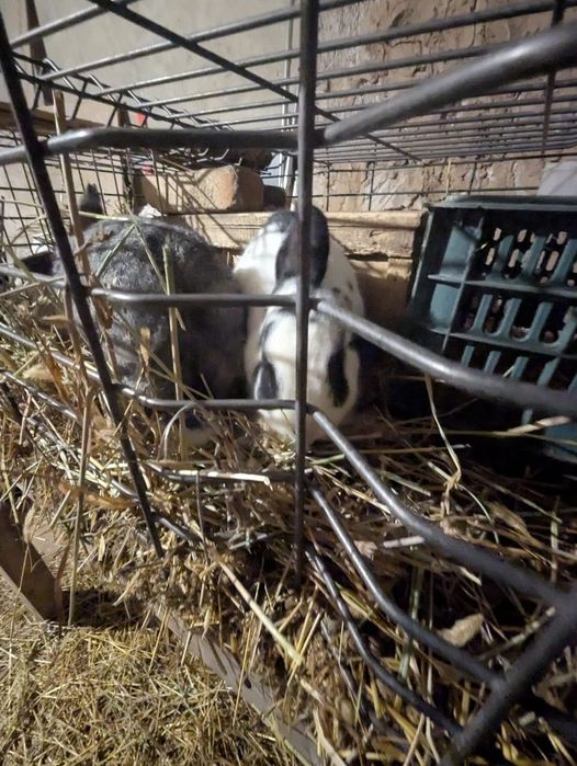 Кролики 3 крольчихи 2 крол 1