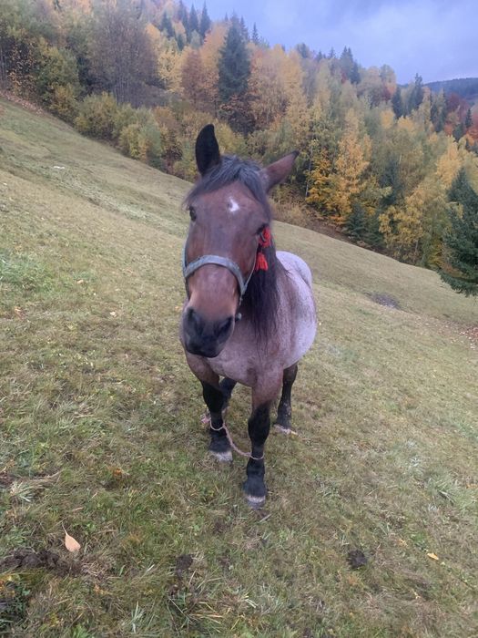 Vand iapa de 13 ani..