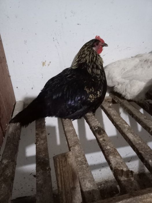 Продам молодова петушка