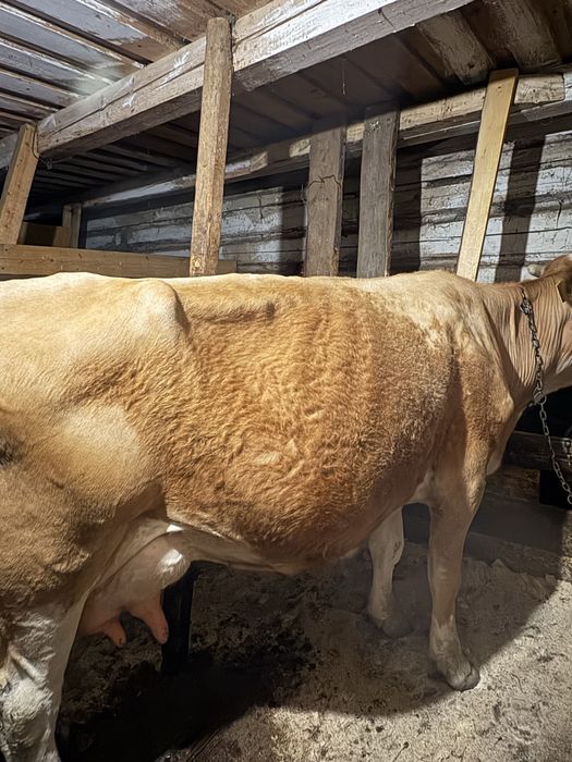 Vaca de vanzare