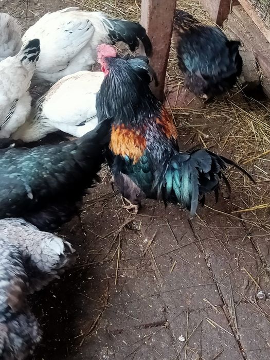 Продам молодых петушков