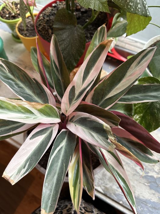 Комнатные цветы домашние