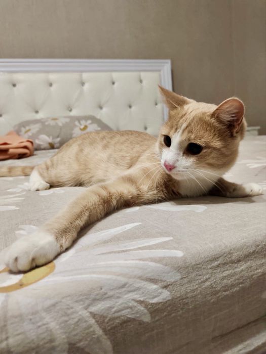 Ищу хозяев для котейки