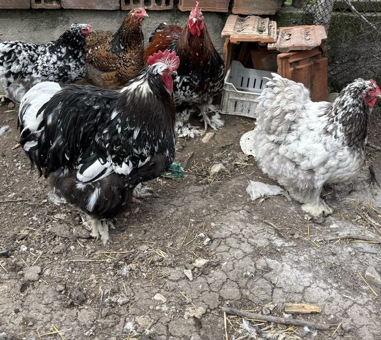 Разплодни яйца от Кохин