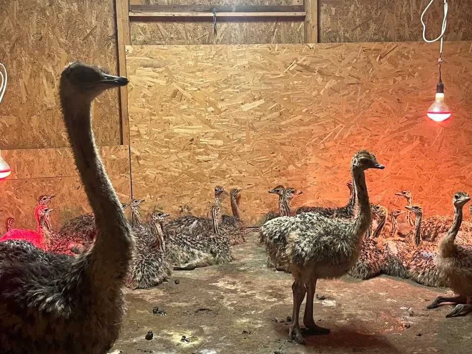 pui de struti de vanzare urgent