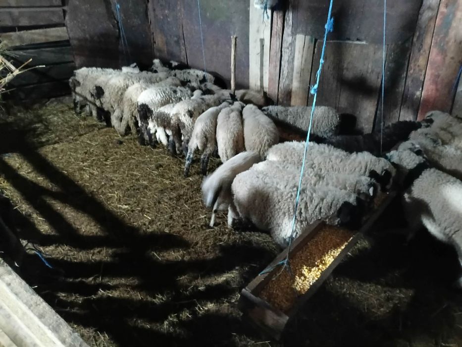 Avem disponibili 35 de miei