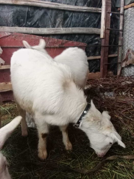 Козы "Занен"  в количестве 3шт