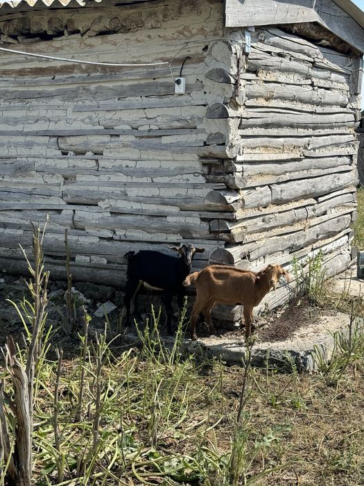 Продам козу с козлятами