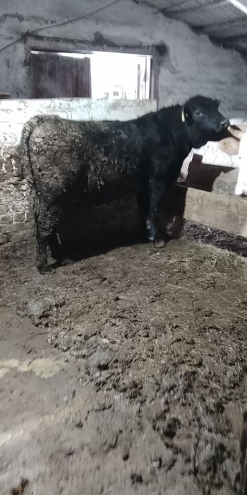 Продам быков 3 головы